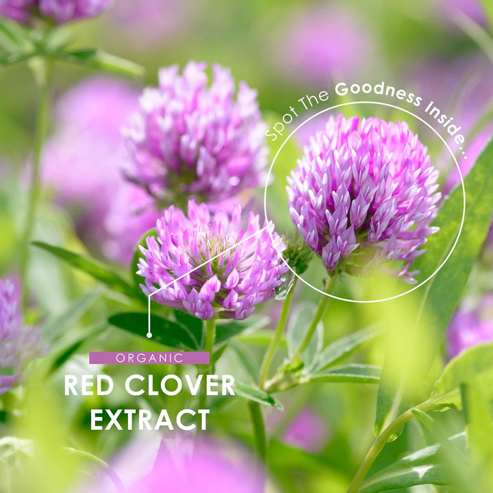 Organic Red Clover Extract 5250Mg - for Use during the Menopause - Potent 15:1 P